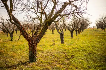 Anfang 2021 trafen sich Mitarbeiter von Bugatti und dem Office National des Forêts (ONF), um verschiedene Aufforstungsmaßnahmen zur Kompensation von CO2-Emissionen und zur Förderung natürlicher Lebensräume zu planen.