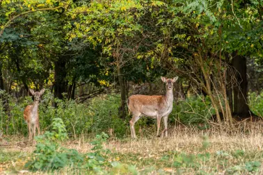 Vor mehr als 110 Jahren hat Ettore Bugatti im Elsass einen Wald angelegt, in dem heute eine Herde Damhirsche in einem vier Hektar großen Waldgebiet direkt am Château lebt.