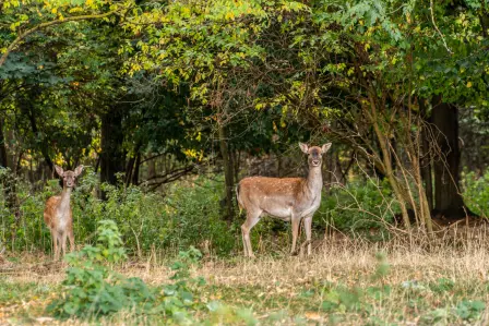 Ettore Bugatti created a forest in Alsace more than 110 years ago, where now a herd of fallow deer is living in a four-hectare forest area right by the Château.