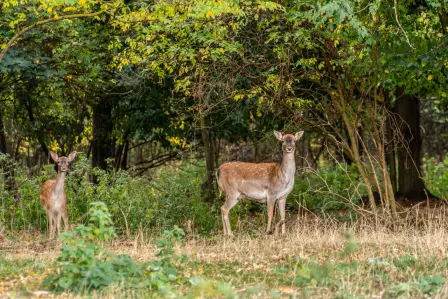 Vor mehr als 110 Jahren hat Ettore Bugatti im Elsass einen Wald angelegt, in dem heute eine Herde Damhirsche in einem vier Hektar großen Waldgebiet direkt am Château lebt. 